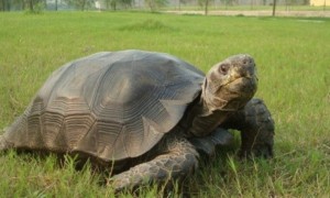 黑靴陆龟是国家几级保护动物