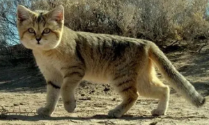 印度沙漠猫可以养吗