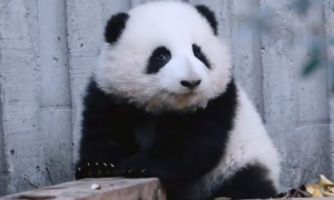 网红熊猫粉丝流量多少