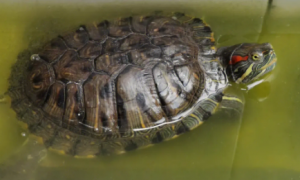 南非龟甲龙几月孵化