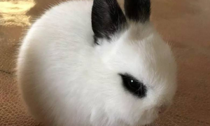 黑耳朵黑眼圈的兔子
