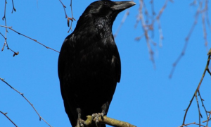 黑色的像乌鸦一样的鸟