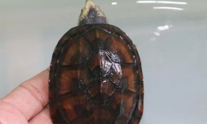 蝎泽蛋龟能长多大