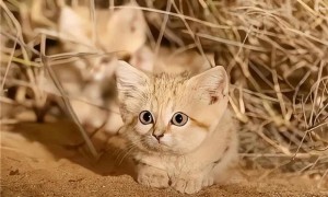 沙漠猫多少钱一只