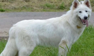 白色瑞士牧羊犬多少钱一只