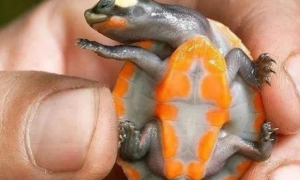 圆澳龟是保护动物吗