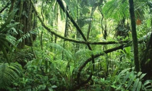 热带雨林最常见的植物