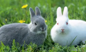 兔子积食是什么原因