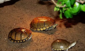 黄泽龟为什么公的多