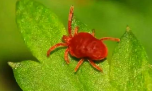 很小的红色蜘蛛