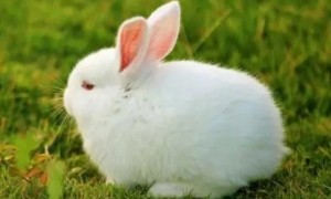 兔子的生活习性