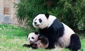 美国熊猫饲养员哭了怎么回事