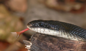 蛇舌头叫什么名字