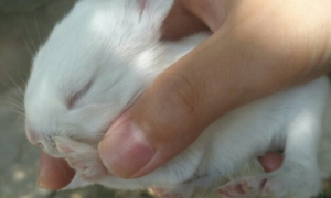 小兔子几天睁开眼睛