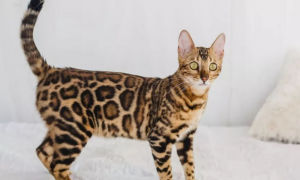 亚洲豹纹猫价值多少元