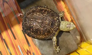 欧泽龟能长多大