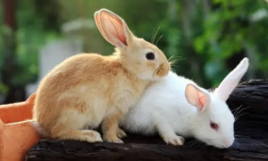 兔子最喜欢主人摸它哪里?