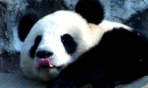 大熊猫暖暖现状如何