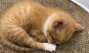 小奶猫吃完就睡正常吗