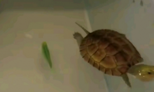 小青龟可以深水养吗