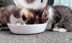 小奶猫能吃的20种食物