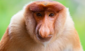 世界上最丑的猴子