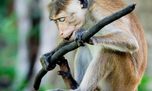 猴子有哪些有趣的行为