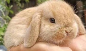 垂耳兔价格多少钱一只