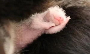 大熊猫宝宝图片