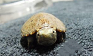 头盔泥龟用什么环境养