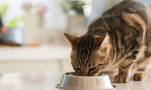 艾诺琪猫粮可以长期吃吗