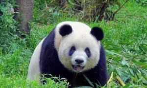 熊猫战斗力如何
