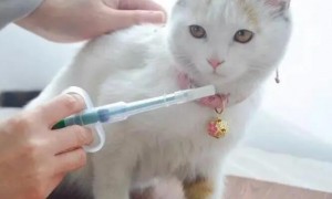 自己治疗猫瘟用什么药最有效