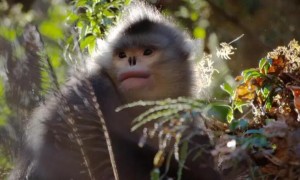 滇金丝猴生活在云南哪里