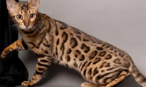 亚洲豹纹猫和豹猫是一种动物吗