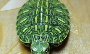 格兰德彩龟是深水龟吗