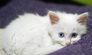 蓝眼白猫多少钱一只价格500元