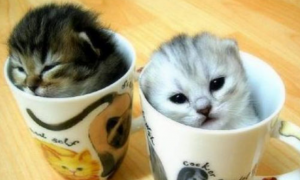 茶杯猫长得大吗