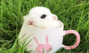 茶杯兔为什么不能养