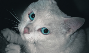 蓝眼猫好还是黄眼猫好