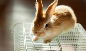 屋里养兔子会有细菌吗