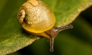 蜗牛可以活多长时间