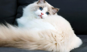 布偶猫的祖先是什么猫