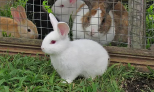 养5000只兔子一年赚多少
