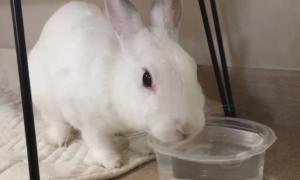 兔子能喝水吗