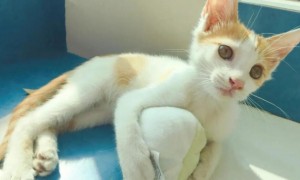 橘白猫是什么品种