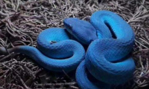 蓝色玉米蛇有没有毒