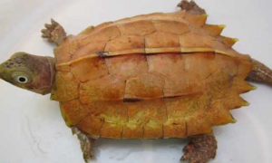 断板龟是几级保护动物