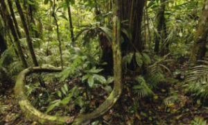 热带雨林会遇到什么危险