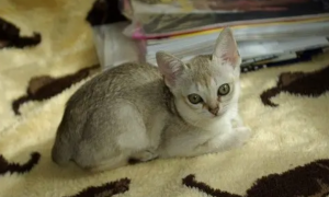 最小的猫咪图片